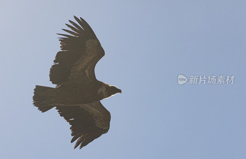 Eurasian griffon vulture (Gyps fulvus) over Capolat cliffs, Berguedà. Barcelona province.